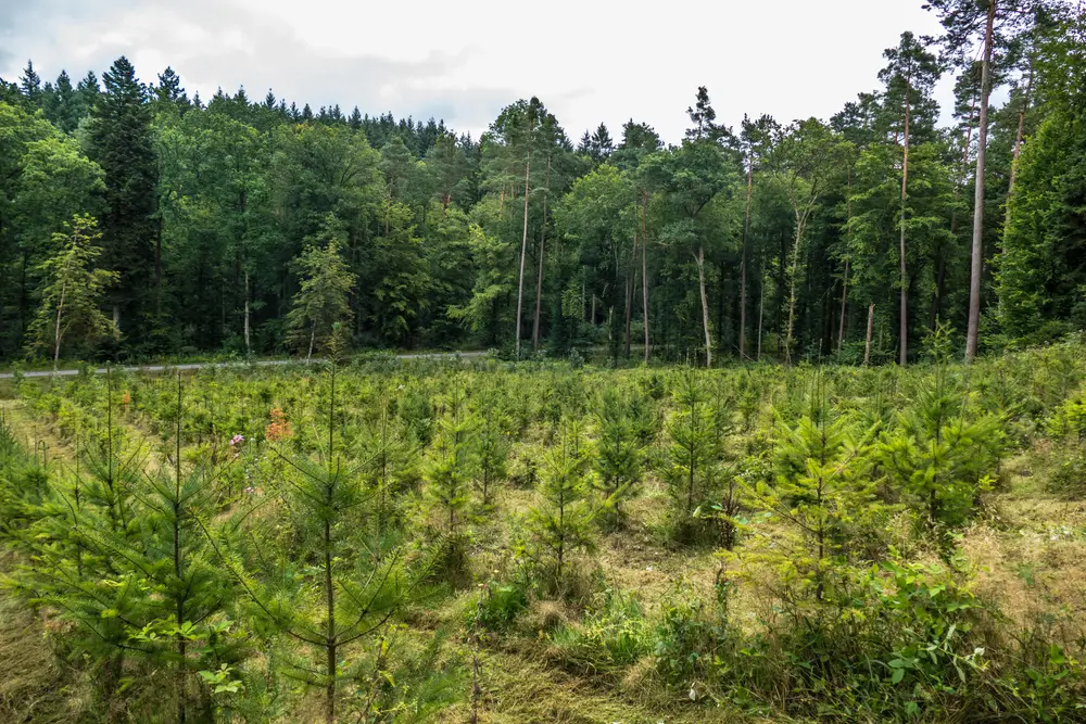 reforestation techniques