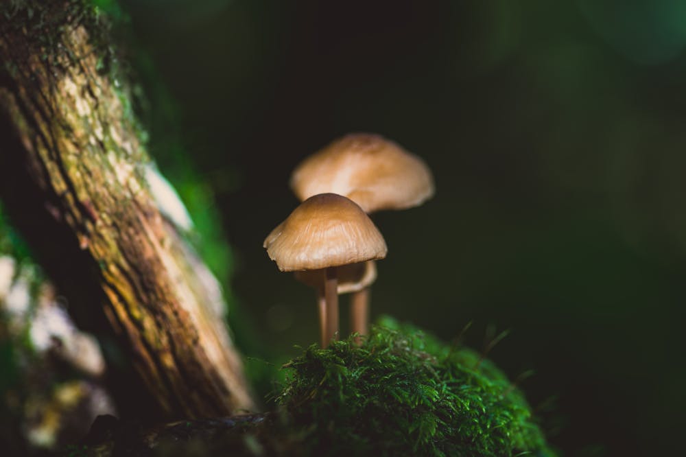 Fungi